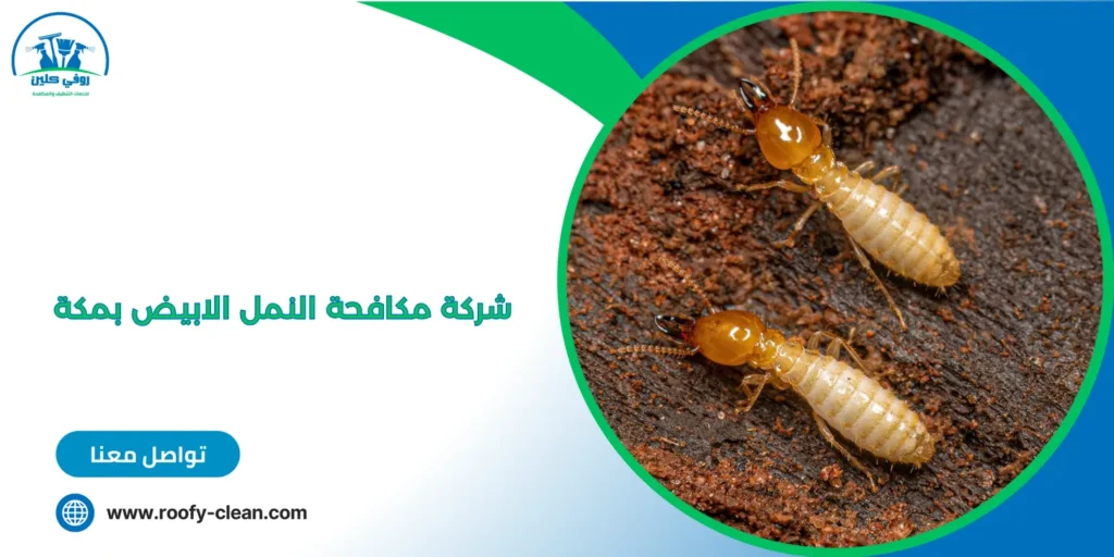شركة مكافحة النمل الابيض بمكة