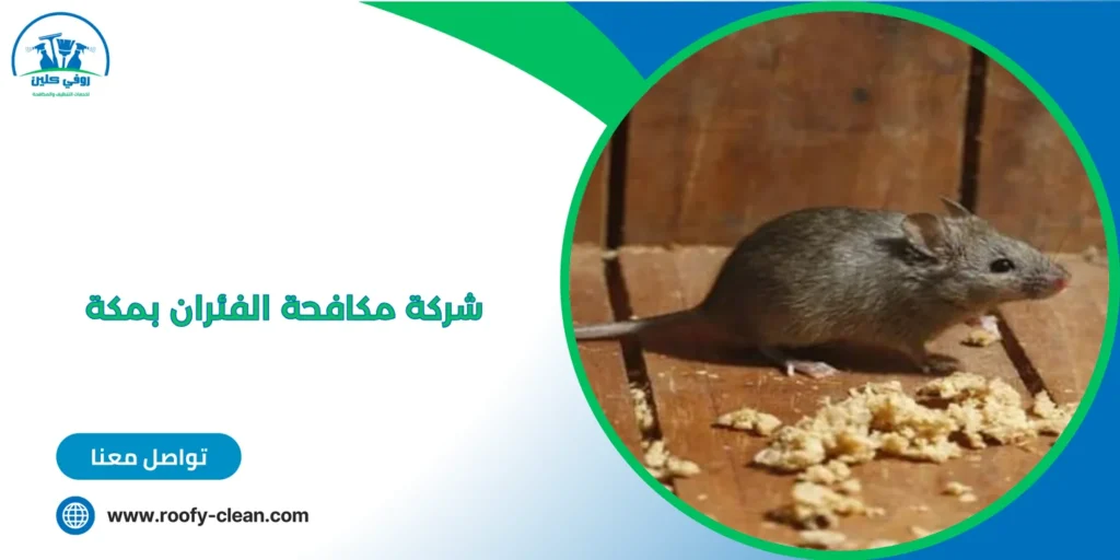 شركة مكافحة الفئران بمكة 