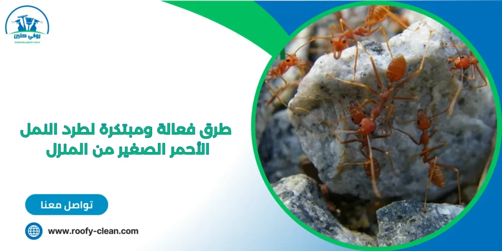 طرق فعالة ومبتكرة لطرد النمل الأحمر الصغير من المنزل